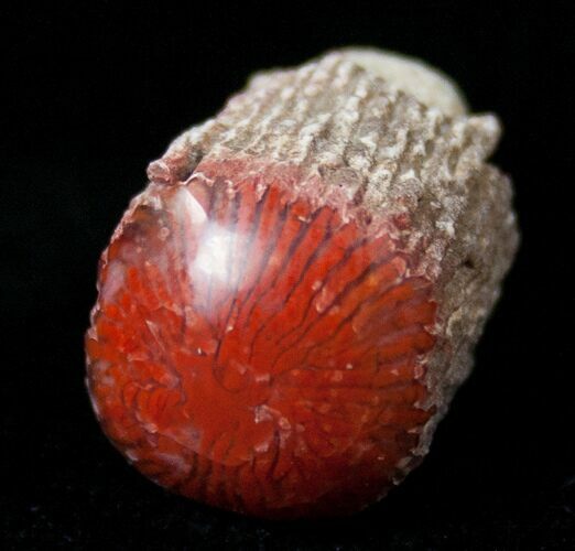 Pennsylvanian Aged Red Agatized Horn Coral - Utah #15237